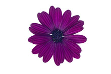 Purple Cape Marguerite (African Daisy) Blossom, Isolated On White Background