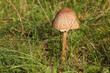 A parasol mushroom along the 