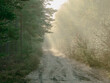 Mglisty poranek w sosnowym lesie. Gruntowa droga wśród drzew, nad którą unosi się opar mgły oświetlany promieniami wschodzącego słońca.
