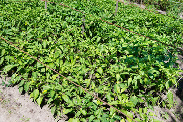 Poster - Bunch of green pepper on a plant during ripening. Outdoors.	