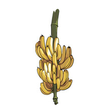 Big Bunch Of Bananas Isolated On White Background, Fruit Drawing Closeup, Vector Illustration