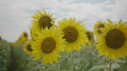 Wall Mural - Sunflower field landscape. Sunflower natural background, Sunflower blooming