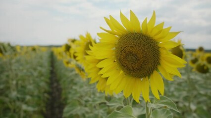 Wall Mural - Sunflower field landscape. Sunflower natural background, Sunflower blooming