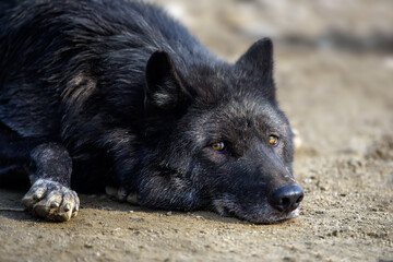 Sticker - Black wolf sleep in forest. Wildlife scene from nature. Animal in the natural habitat