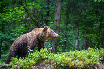 Sticker - Wild Brown Bear (Ursus Arctos) in the summer forest. Animal in natural habitat