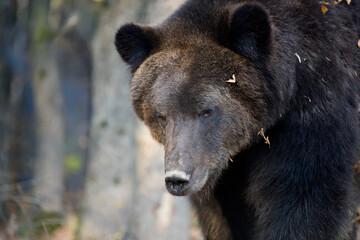 Sticker - Wild Brown Bear (Ursus Arctos) portrait in the forest. Animal in natural habitat