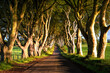 Dark Hedges V. Romantic, majestic, atmospheric, tunnel-like avenue of intertwined beech trees, planted in the 18th-century in Northern Ireland. View down the road through tunnel of trees at sunrise.