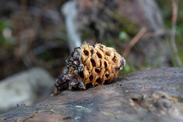 Wall Mural - Close-up of a bread cone eaten by an animal, squirrel