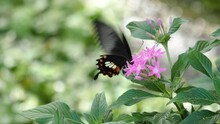 Close Up Of A Mormon Butterfly On Pink Flower Collecting Nectar.