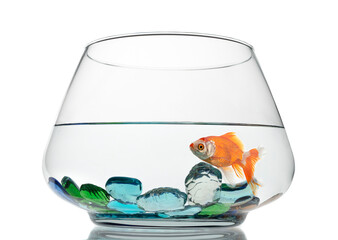 Wall Mural - Fish in glass fishbowl isolated on white background
