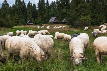 Wall Mural - Sheep grazing in old traditional village in carpathian mountains, Poland