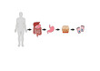 © Leandro Bonizio Lima - schematic representation of levels of organization in humans and other multicellular animals organism system organ tissue and cell