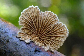 Wall Mural - Schizophyllum commune is an interesting fungus growing on wood. It looks like a fan. It is known for its high medicinal value and aromatic taste profile.