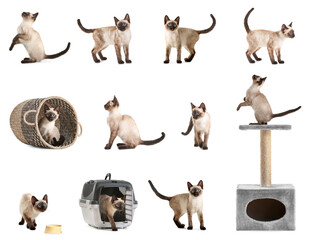 Wall Mural - Set of cute Thai cat isolated on white