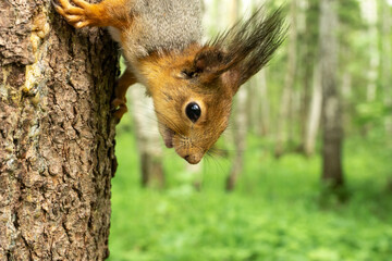 A Cute curious red squirrel in a gray coat climbing down a pine tree. close up. in summer with a blurry forest in the background. Wildlife summer scene with orange fur coat animal.