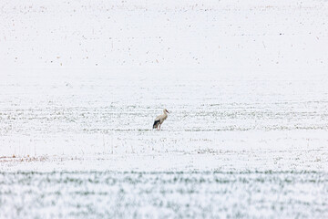 Wall Mural - A white stork surprised by winter looks for food in the snow in the Schmuttertal biotope near Augsburg