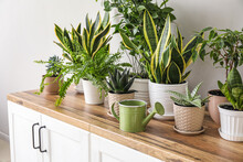 Different houseplants on counters near light wall