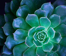 close-up top view macro exotic succulents leaves abstract soft blue green dark background.flat lay n