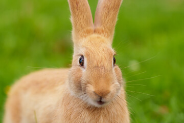 Happy funny red rabbit with a smile close-up