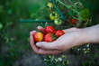 Młode pomidory w dłoniach