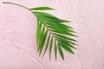 Wall Mural - Creative flat lay top view of green tropical palm leaves on  pink water background.