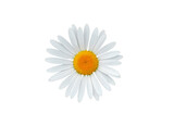 Fototapeta Koty - Daisy blossom isolated on white background