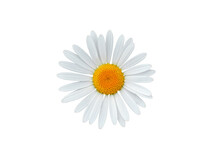 Daisy Blossom Isolated On White Background
