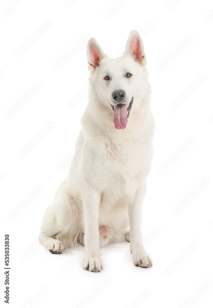 Cute Shepherd dog on white background