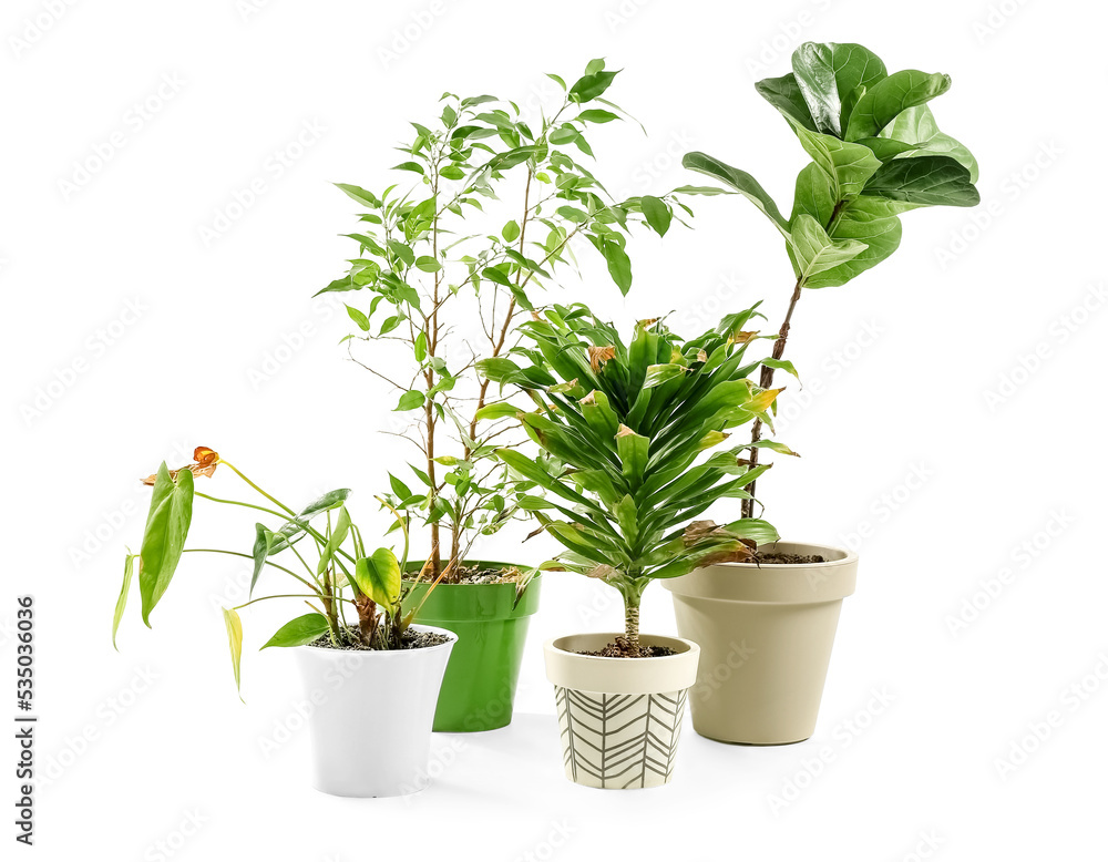 Wilted plants on white background