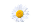 Fototapeta Koty - Daisy blossom isolated on white background