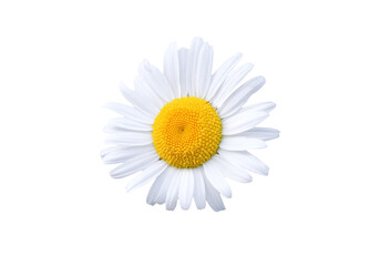 daisy blossom isolated on white background
