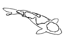 Koi Fish Design Sketch No Background And PNG Format