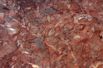 Poster - Red fossiliferous limestone