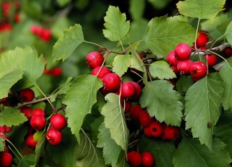 Wall Mural - red,round fruits in corymbs of sorbus intermedia tree close up