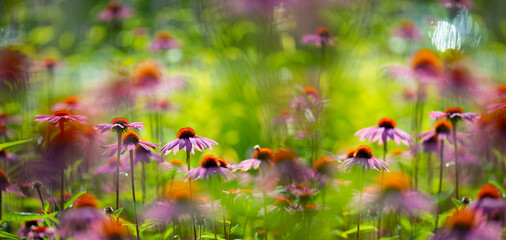 Poster - The Echinacea - coneflower close up in the garden