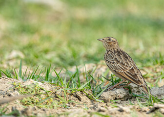 Wall Mural - A Bush Lark looking up