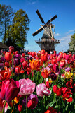 Fototapeta Tulipany - Blooming tulips flowerbed and windmill in Keukenhof flower garden