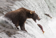 Grizzly Bear On Waterfall In River With Open Mouth As A Large Red Sockeye Salmon Fish Jumps. 