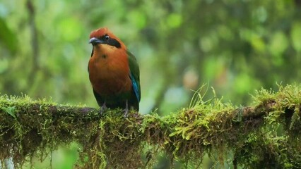 Wall Mural - broad-billed motmot - electron platyrhynchum found in bolivia, brazil, colombia, costa rica, ecuador