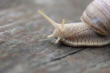 Close-up Portrait Of A Snail