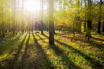 Wall Mural - Sunrise in a beautiful pine forest in summer.