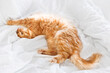 © Konstantin Aksenov - Cute ginger cat is stretching in bed. Fluffy pet sleeps on white linen in bed. Cozy home background with domestic animal.