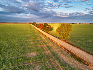 Wall Mural - Fall colors maple trees, dirt road, agriculture fields. Autumn rural landscape. September sunny morning. Clouds on sky