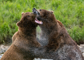 Wall Mural - Alaskan brown bears in an intense fight