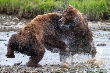 Poster - Alaskan brown bears in an intense fight