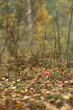 Fly agaric mushroom red in autumn against the backdrop of the forest
