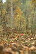 Fly agaric mushroom red in autumn against the backdrop of the forest