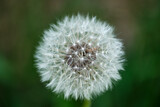 Fototapeta Dmuchawce - Close-up of a beautiful dandelion on a blurry background. Selective focus.