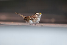 White Throated Sparrow On A Ledge