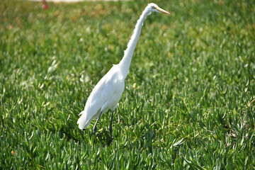 Wild bird resting in a filed at Coronado Island